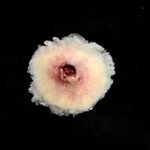 Gunshot Entry Wound, Small